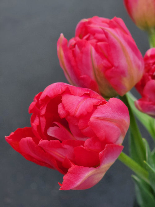 Close-up of pink tulips against a dark background