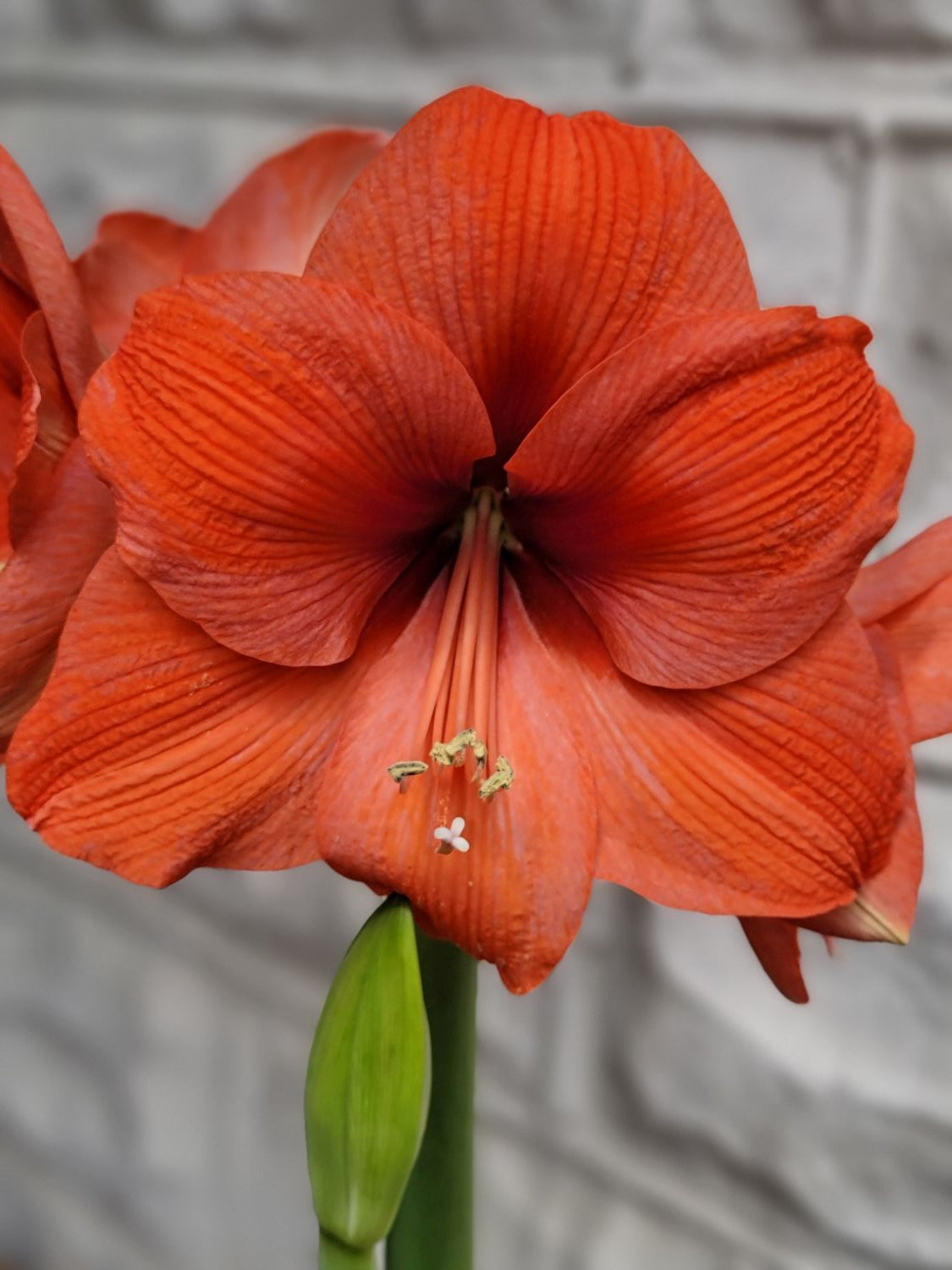 Potted Amaryllis! - TAKOMA pick up