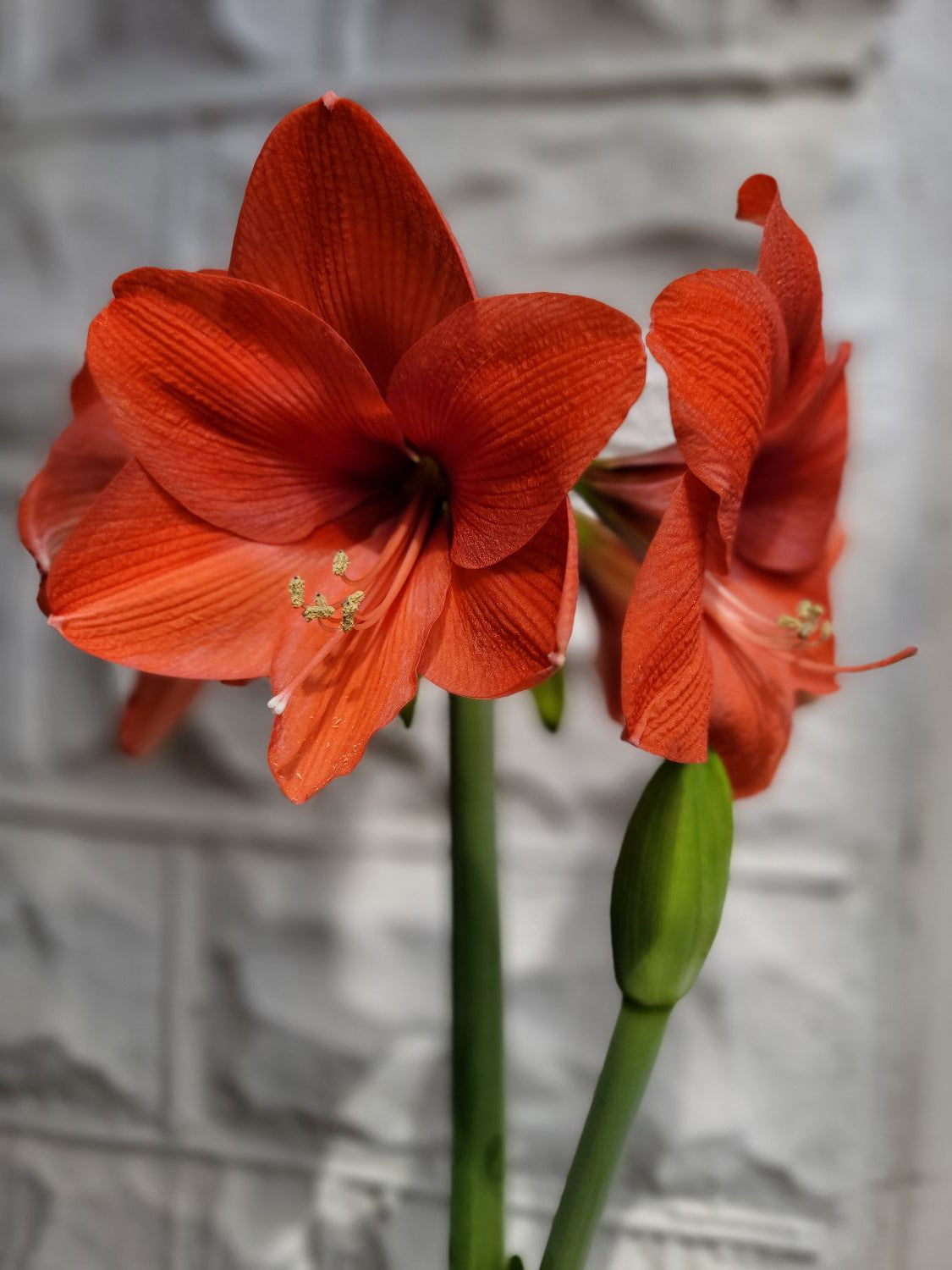 Stunning Amaryllis - Cut flowers - TAKOMA pick up Saturday 4/11
