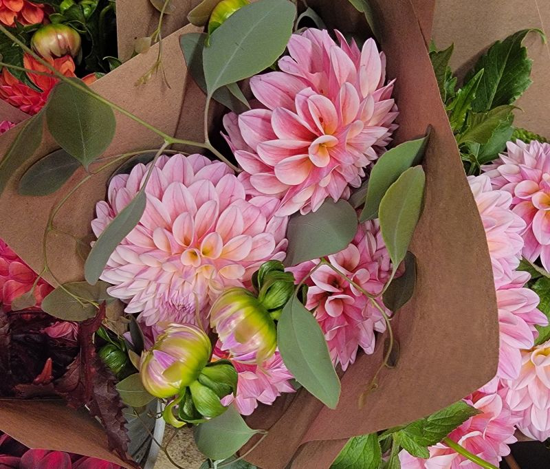Dahlia Lovers Tuesday!