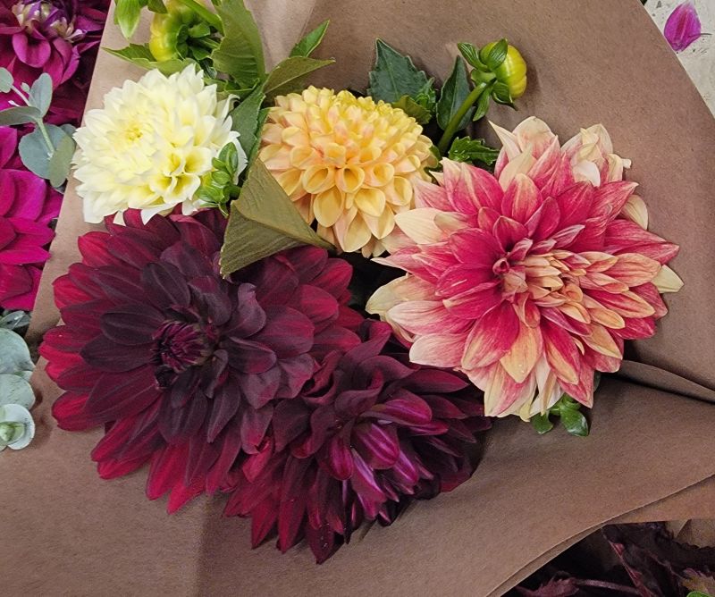 Dahlia Lovers Tuesday!