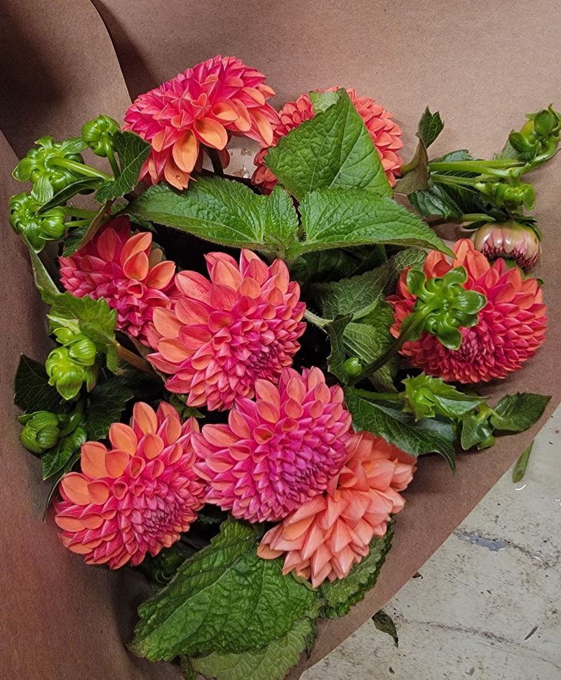 Dahlia Lovers Tuesday!