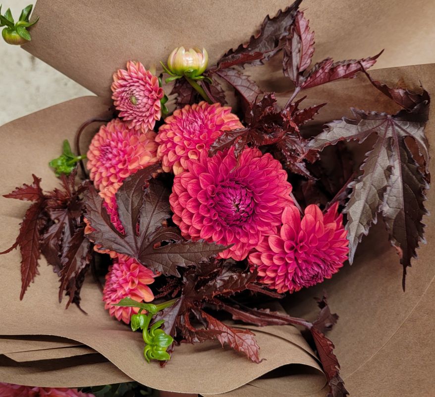 Dahlia Lovers Tuesday!