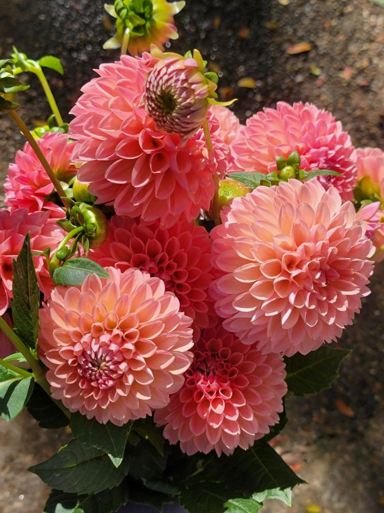 The Weekend Bouquet - Pick up Saturday 10/10