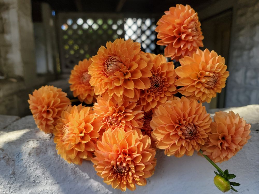 LAST ONE! Dahlia Lovers Tuesday! Pick up 10/13 in Takoma or Petworth