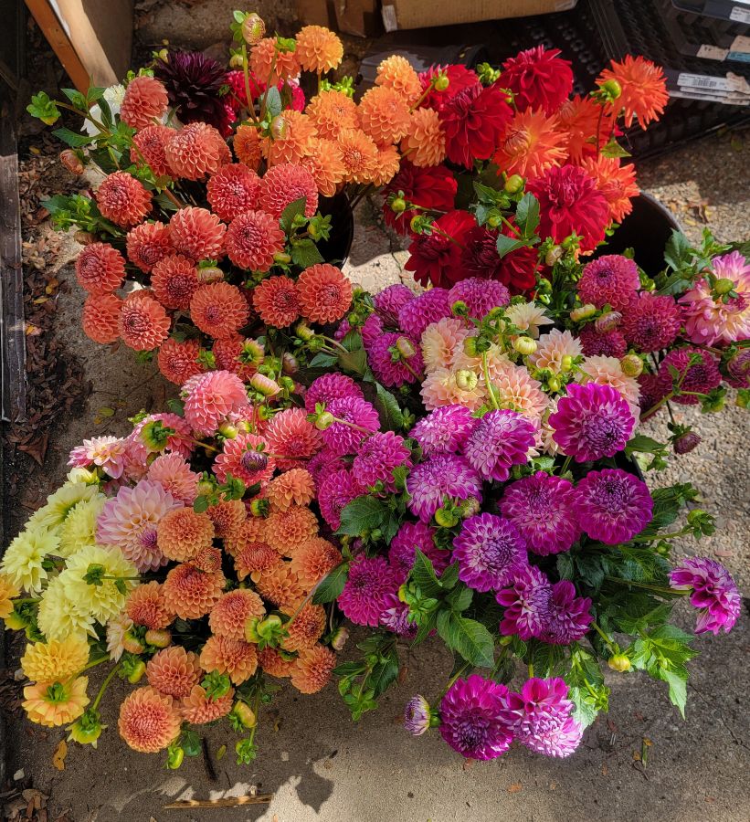 The Weekend Bouquet - Pick up Saturday 10/10