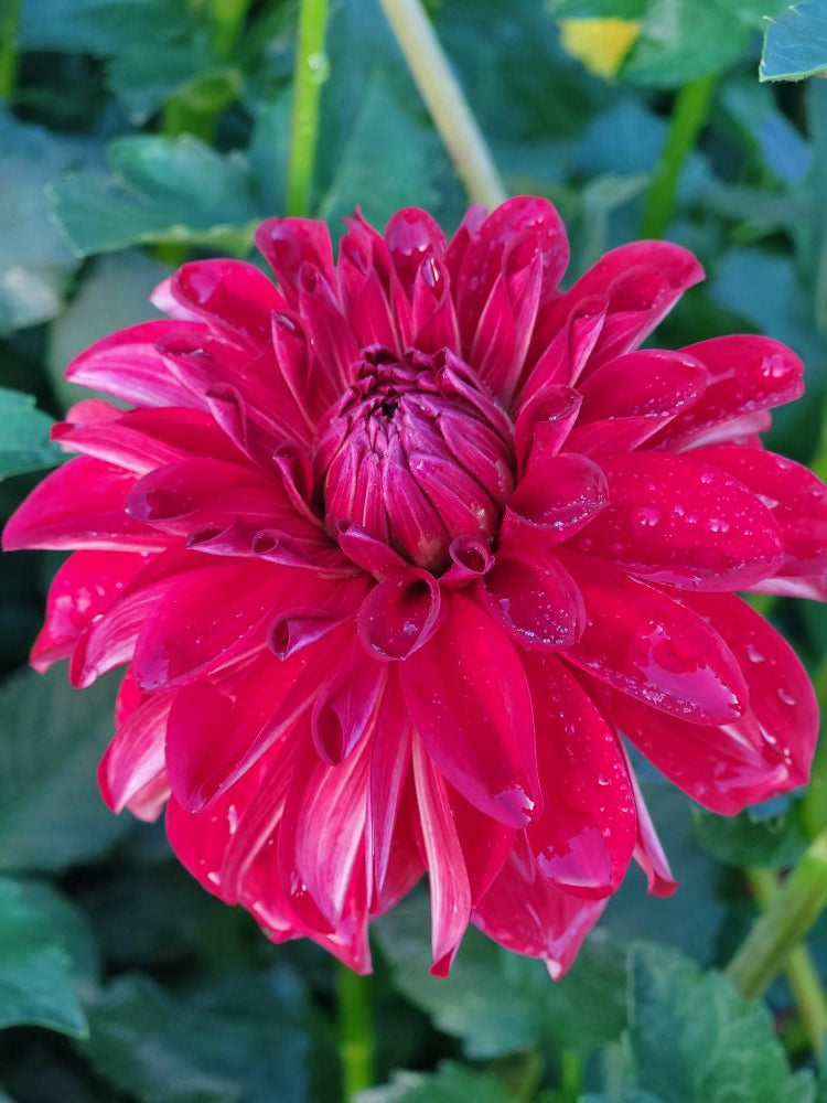 LAST ONE! Dahlia Lovers Tuesday! Pick up 10/13 in Takoma or Petworth