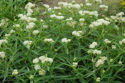Asclepias incarnata - SWAMP MILKWEED 'ICE BALLET'