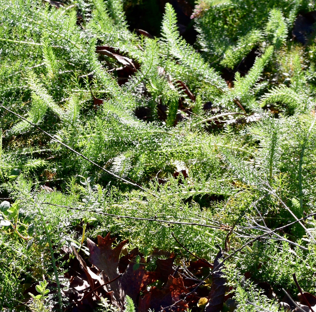 Achillea millifolium -  YARROW
