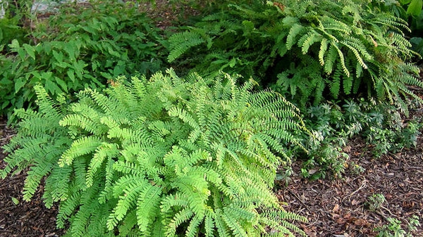 Adiantum pedatum - MAIDENHAIR FERN