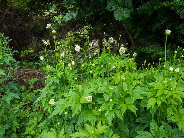 Anemone virginiana - THIMBLEWEED