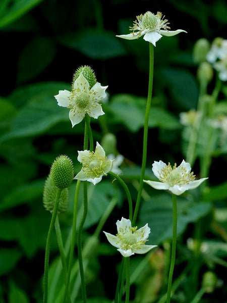 Anemone virginiana - THIMBLEWEED
