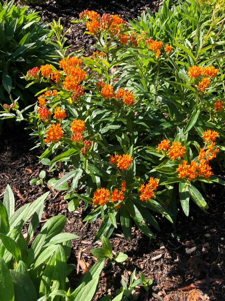 Asclepias tuberosa - BUTTERFLYWEED