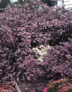 Symphyotrichum lateriflorus 'Lady in Black' - ASTER 'LADY IN BLACK'