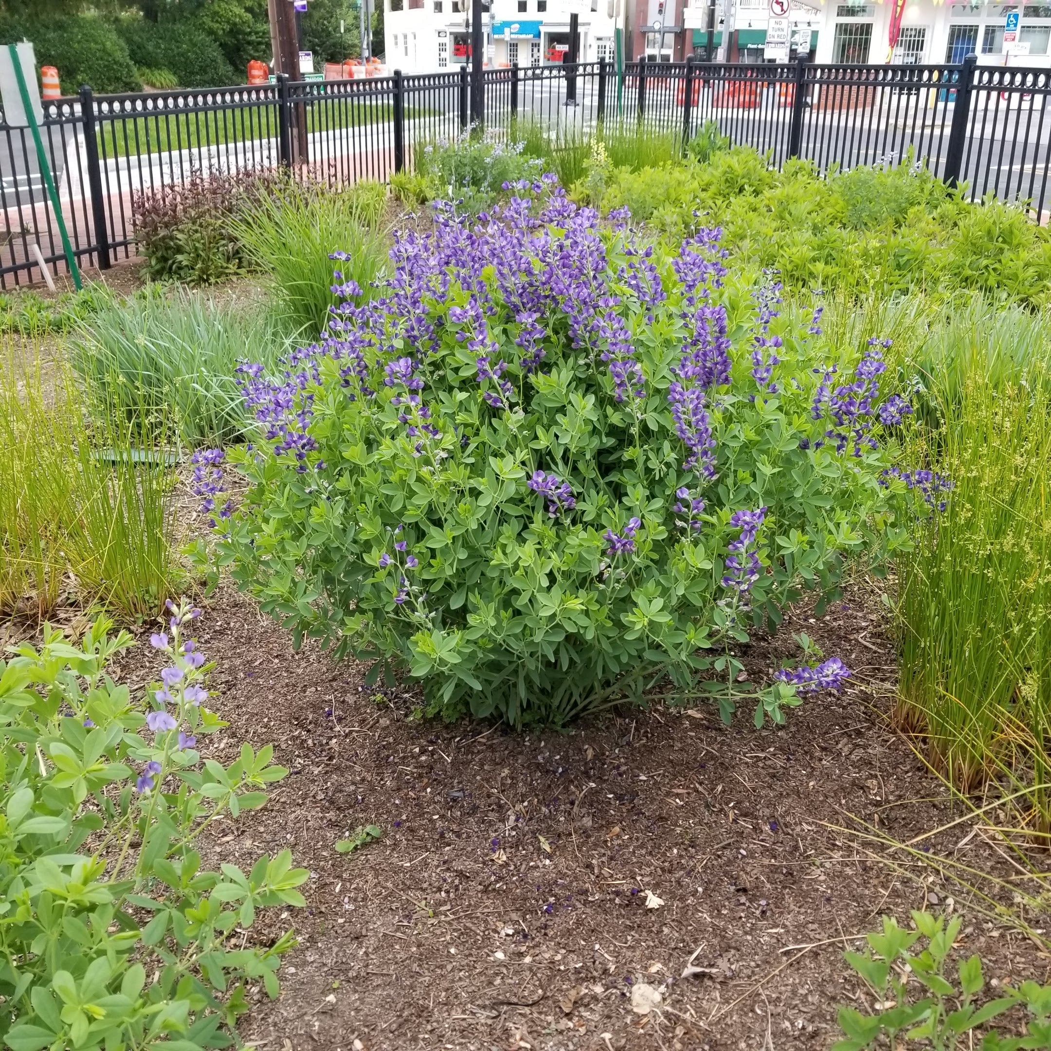 Baptisia australis - FALSE INDIGO