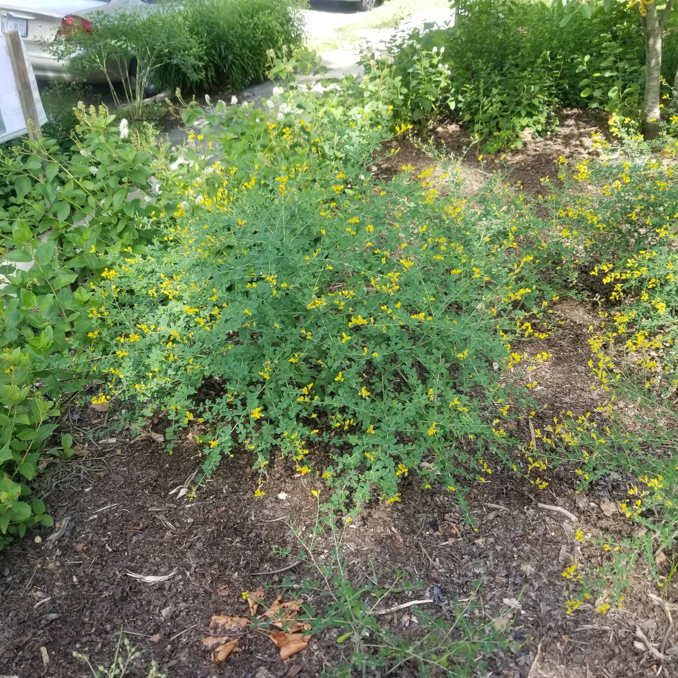 Baptisia tinctoria - WILD YELLOW INDIGO