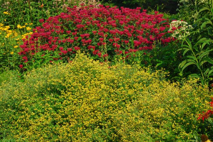Baptisia tinctoria - WILD YELLOW INDIGO