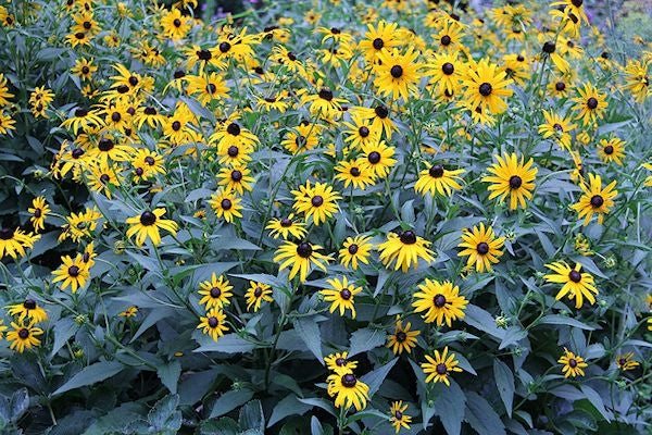Rudbeckia fulgida 'Goldsturm' - BLACK EYED SUSANS