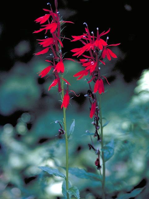 Lobelia cardinalis - CARDINAL FLOWER