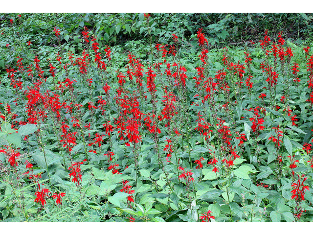 Lobelia cardinalis - CARDINAL FLOWER