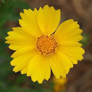 Coreopsis lanceolata - LANCELEAF TICKSEED