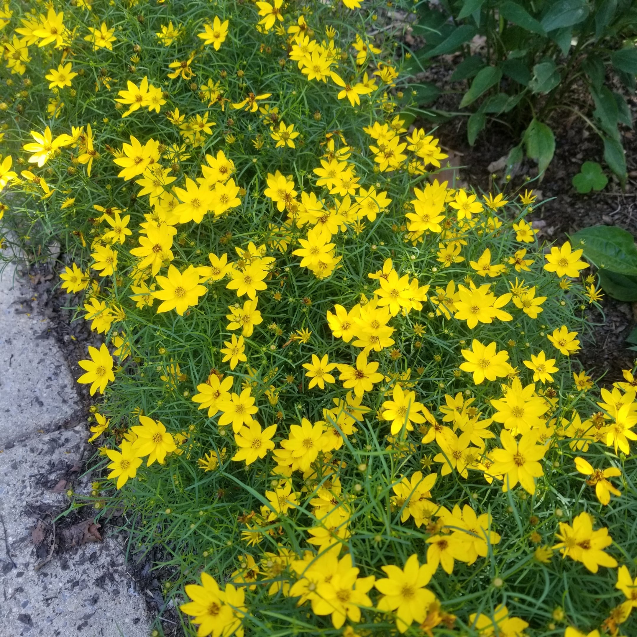 Coreopsis verticillata 'Zagreb'- COREOPSIS 'ZAGREB'
