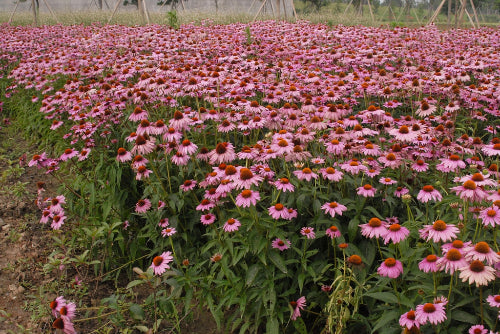 Echinacea purpurea - PURPLE CONEFLOWER 'RUBY STAR'