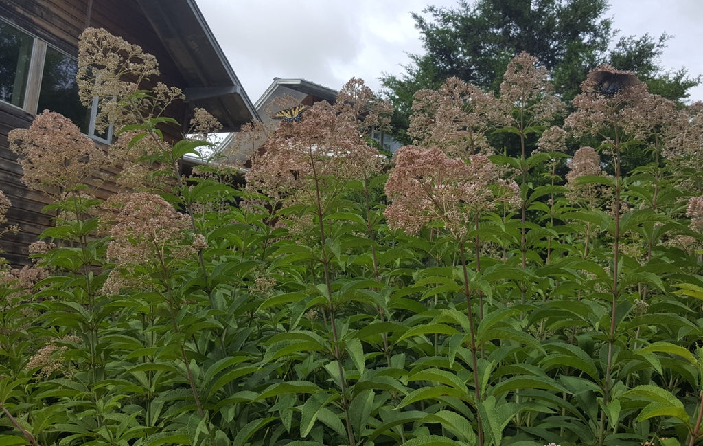 Eutrochium maculatum  SPOTTED JOE PYE WEED