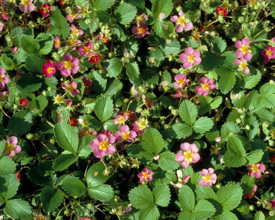 Fragaria x 'Lipstick'