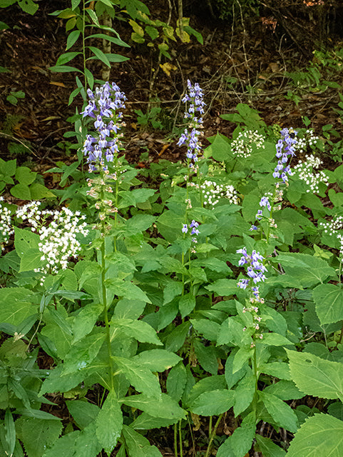 Lobelia siphilitica - GREAT BLUE LOBELIA