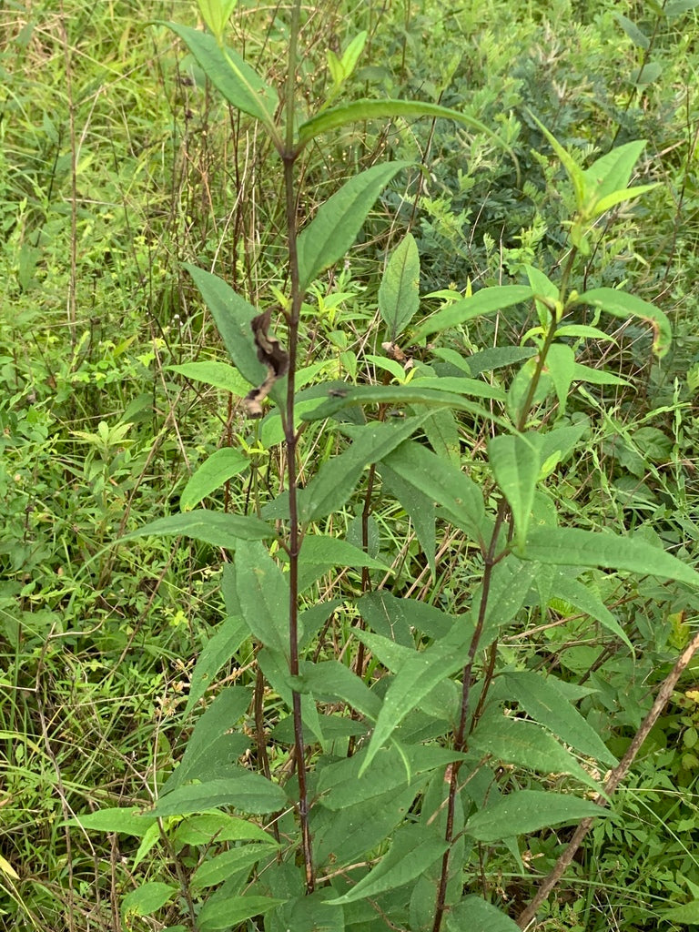 Helianthus microcephalus - SMALL WOODLAND SUNFLOWER