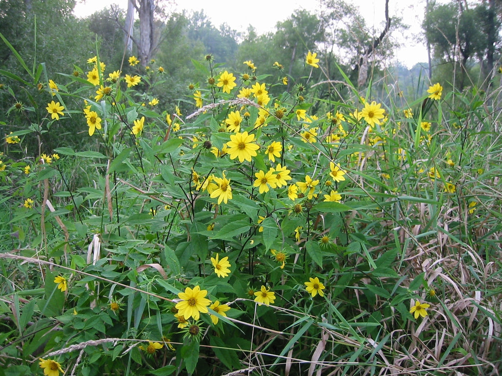 Helianthus microcephalus - SMALL WOODLAND SUNFLOWER