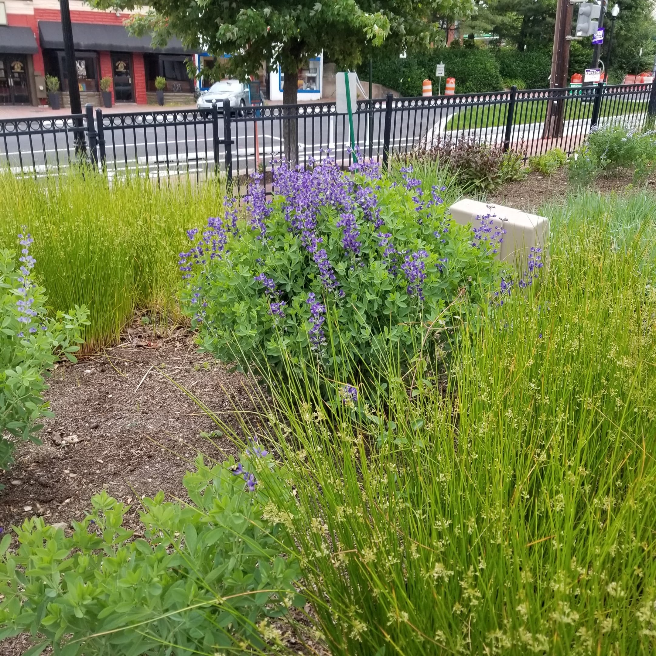 Juncus effusus - COMMON RUSH - 4" POT