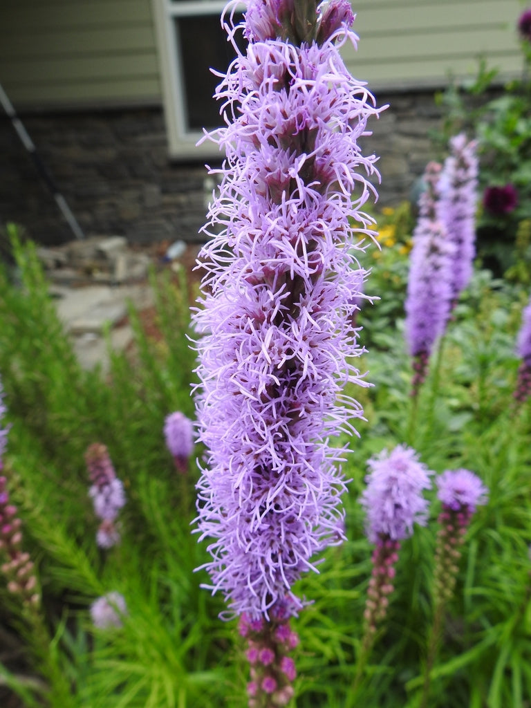 Liatris spicata - DENSE BLAZING STAR