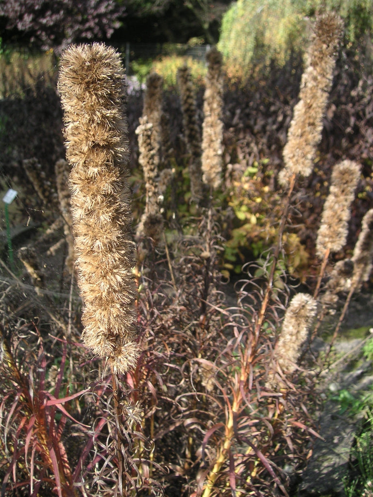 Liatris spicata - DENSE BLAZING STAR