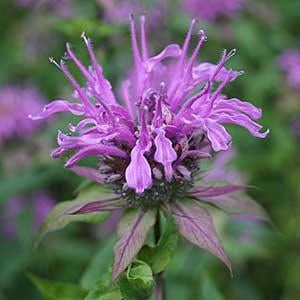 Monarda fistulosa - WILD BERGAMOT
