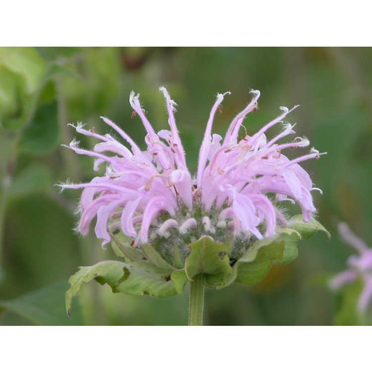Monarda fistulosa 'Claire Grace' - BEE BALM 'CLAIRE GRACE'