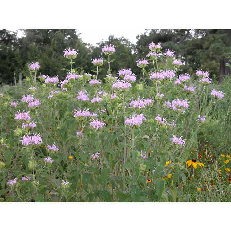 Monarda fistulosa 'Claire Grace' - BEE BALM 'CLAIRE GRACE'