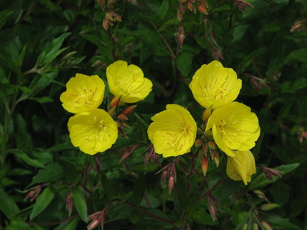 Oenothera fruiticosa - SUNDROPS