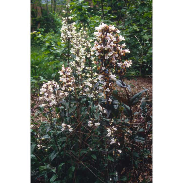 Penstemon digitalis 'Husker's Red' - BEARDTONGUE 'HUSKERS RED'