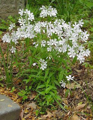 Phlox divaricata- PHLOX 'MAY BREEZE'