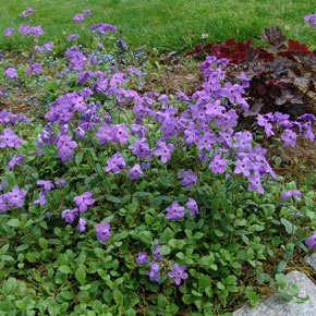 Phlox stolonifera - PHLOX 'SHERWOOD PURPLE'