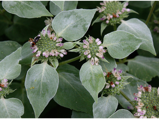 Pycnanthemum muticum - Clustered Mountain Mint