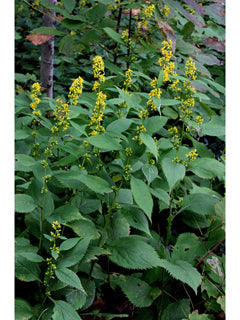 Solidago flexicaulis - ZIG ZAG GOLDENROD
