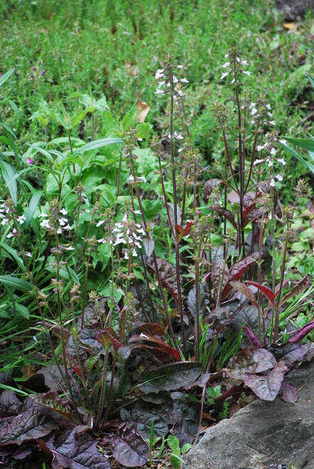 Salvia lyrata 'Purple Knock Out' - LYRE LEAF SAGE 'PURPLE KNOCK OUT'