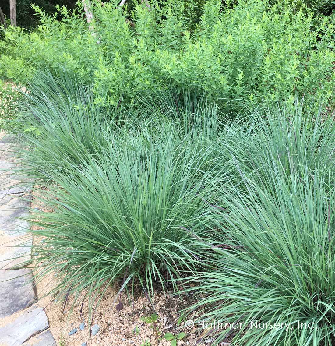 Schizachyrium scoparium - LITTLE BLUESTEM 'THE BLUES'
