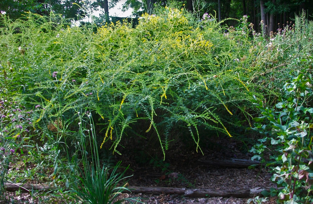 Solidago rugosa 'Fireworks' - WRINKLE LEAF GOLDENROD 'FIREWORKS'