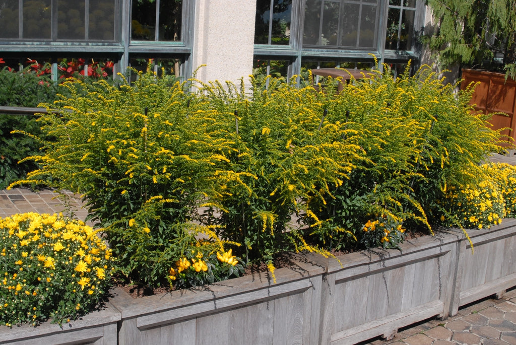 Solidago rugosa 'Fireworks' - WRINKLE LEAF GOLDENROD 'FIREWORKS'