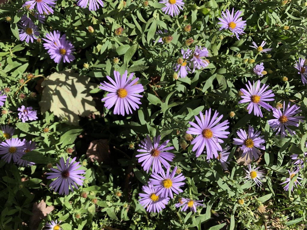 Symphyotrichum oblongifolius - ASTER O. 'RAYDON'S FAVORITE'