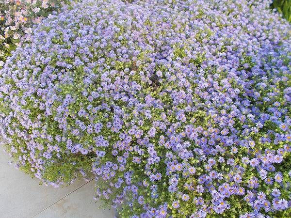 Symphyotrichum oblongifolius - ASTER O. 'RAYDON'S FAVORITE'